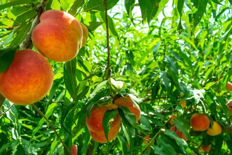 Naturaplaza Perzik Poeder Gevriesdroogd Biologisch Outlet