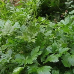 Naturaplaza Peterselie Gesneden Fijn 1-2 mm Biologisch Sale