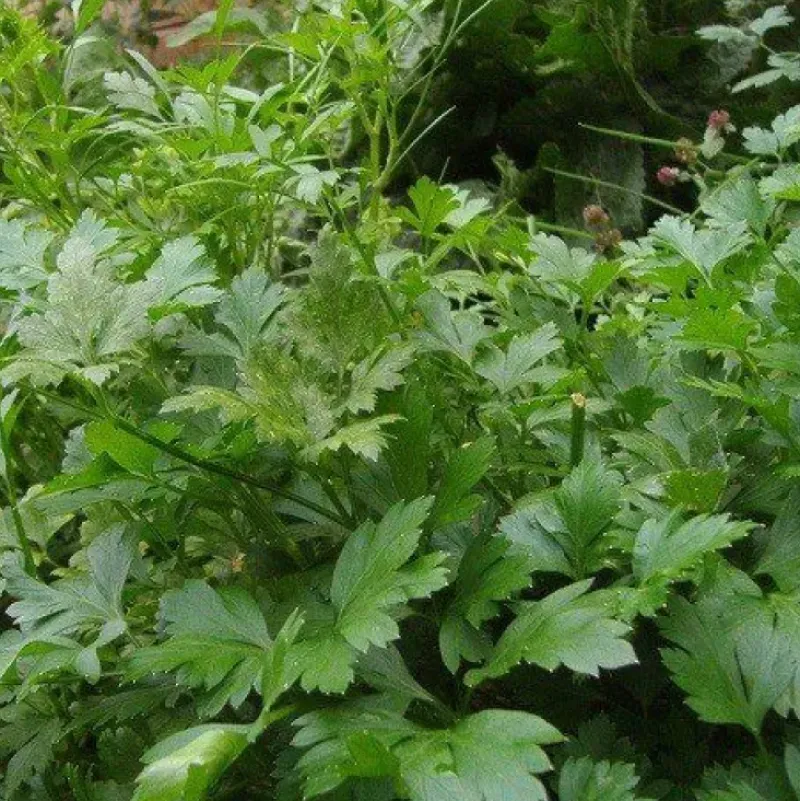 Naturaplaza Peterselie Poeder Biologisch Online