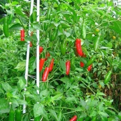 Naturaplaza Piment korrel Heel Biologisch Fashion