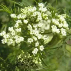 Naturaplaza Pompoenpitten donkergroen Biologisch Sale