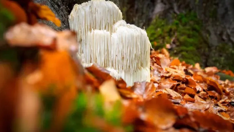 Naturaplaza Pruikzwam (Lion's Mane) Extract 30% Biologisch Online