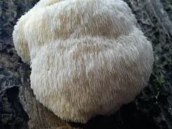 Naturaplaza Pruikzwam Poeder Lionsmane Hericium Biologisch Outlet