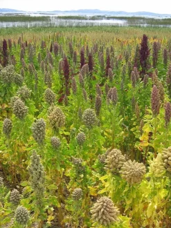 Naturaplaza Quinoa gepoft Biologisch Hot