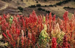 Naturaplaza Quinoa mix (rood, wit en zwart) Biologisch Outlet