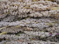 Naturaplaza Quinoa Zwart Heel Biologisch New