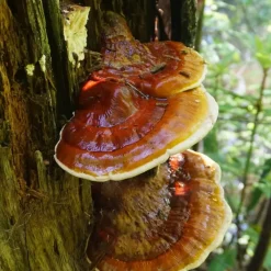 Naturaplaza Reishi Extract 30% Biologisch Online