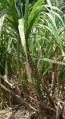 Naturaplaza Rietsuiker Licht Goud Biologisch Hot