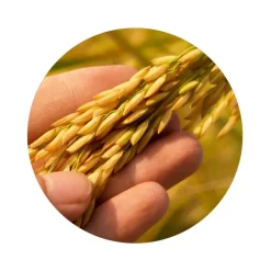 Naturaplaza Rijst Eiwit Poeder Biologisch (80% Proteïne) Fashion