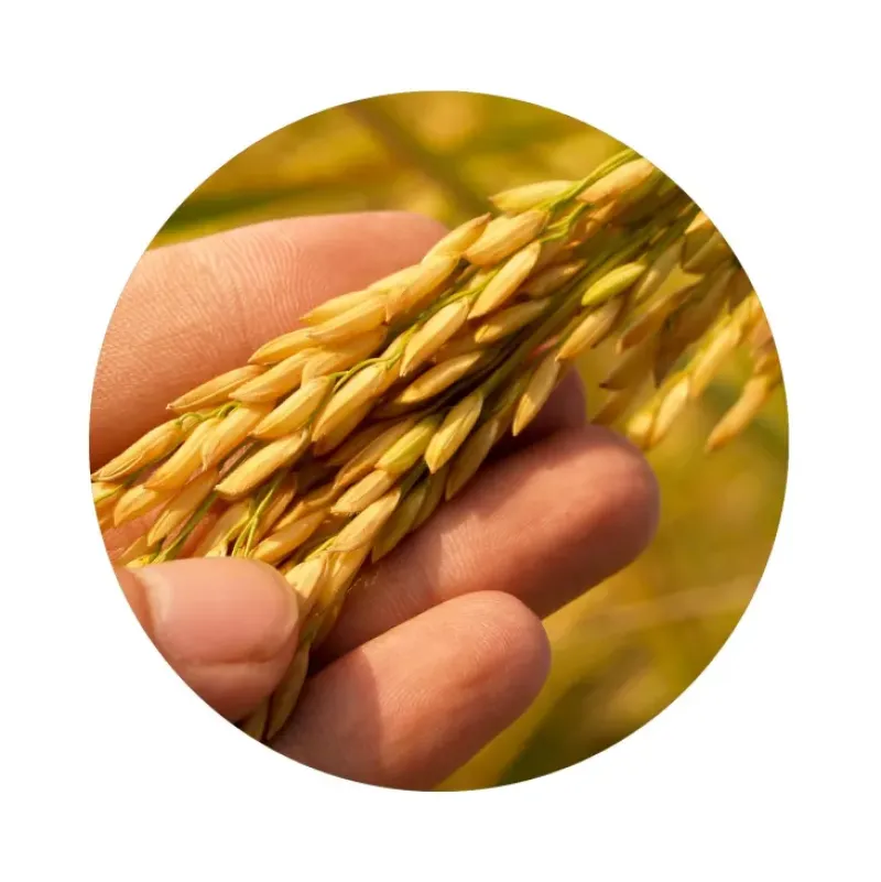 Naturaplaza Rijst Eiwit Poeder Biologisch (80% Proteïne) Fashion