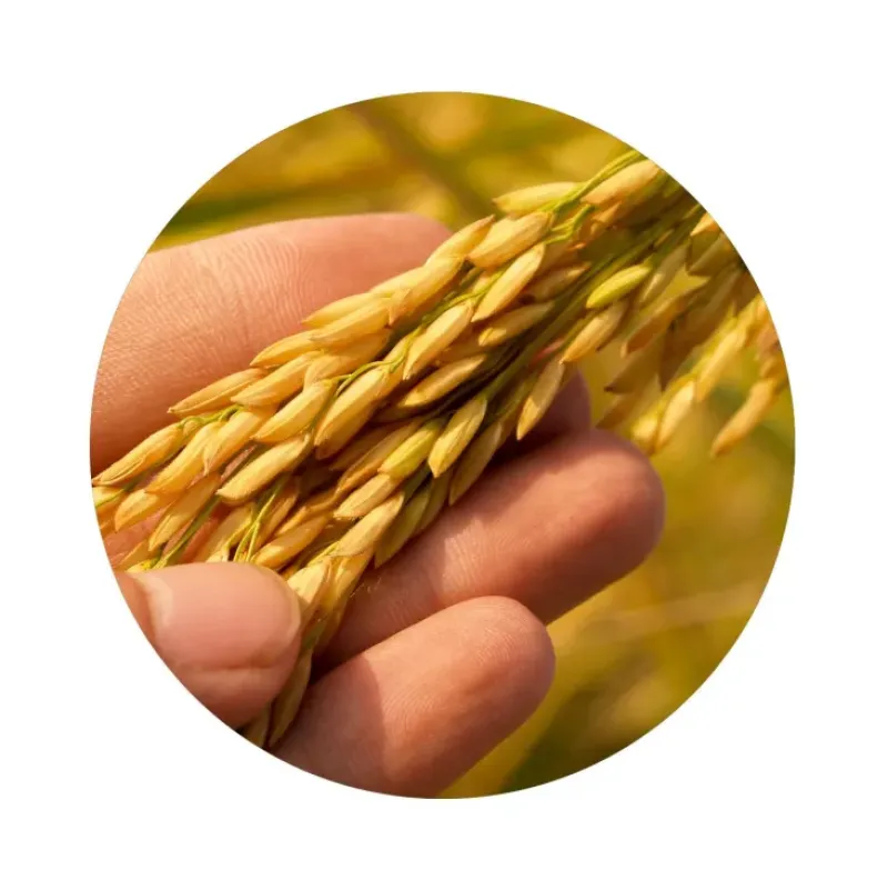 Naturaplaza Rijstbloem Bruin Glutenvrij Biologisch Outlet