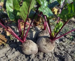 Naturaplaza Rode Bieten Fijngesneden Biologisch Discount
