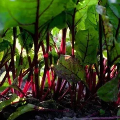 Naturaplaza Rode Bieten Poeder Premium Biologisch Online