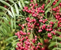 Naturaplaza Roze Peperbessen Brazillië Biologisch New