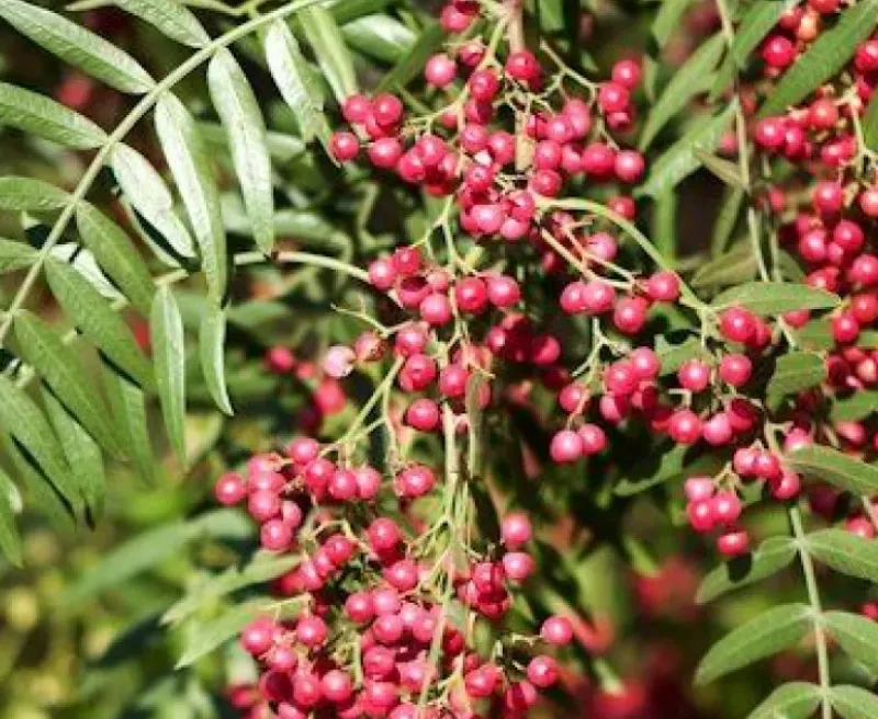 Naturaplaza Roze Peperbessen Brazillië Biologisch New