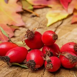 Naturaplaza Rozenbottel poeder Biologisch Online