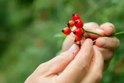 Naturaplaza Rozenbottel Stukjes Biologisch Online