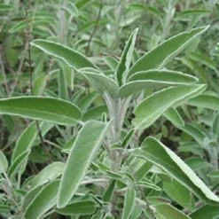 Naturaplaza Salie Poeder Biologisch Online