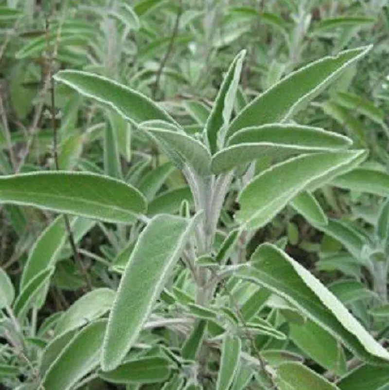 Naturaplaza Salie Poeder Biologisch Online