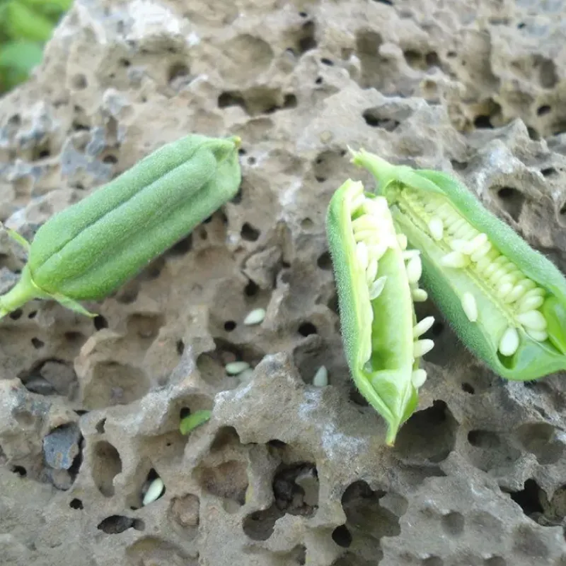 Naturaplaza Sesamzaden Ongepeld Geroosterd Biologisch Clearance