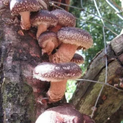 Naturaplaza Shiitake Poeder Biologisch Hot