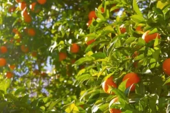 Naturaplaza Sinaasappelschilgranulaat GS biologisch Outlet