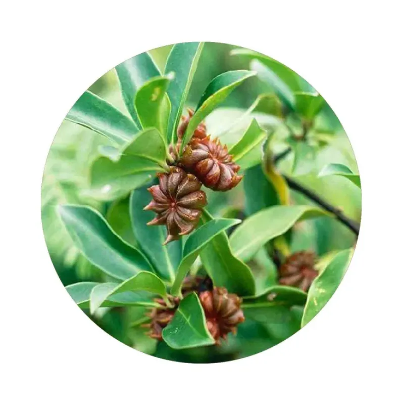 Naturaplaza Steranijs Fijn Gesneden Biologisch Sale
