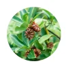 Naturaplaza Steranijs heel Biologisch Sale