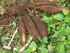 Naturaplaza Tapiocazetmeel Biologisch Sale