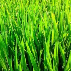 Naturaplaza Tarwegras Poeder Nieuw Zeeland Biologisch New