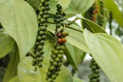 Naturaplaza Tellicherry Peper TGEB India Biologisch Outlet