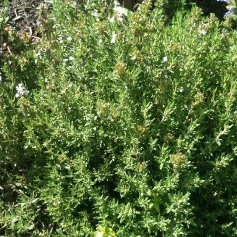 Naturaplaza Thijm Poeder OE kiemarm Biologisch Discount