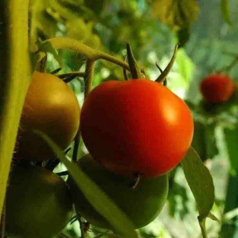 Naturaplaza Tomaten Poeder Biologisch Sale