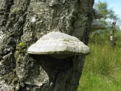 Naturaplaza Tonderzwam Poeder Fomes fomentarius Biologisch Outlet