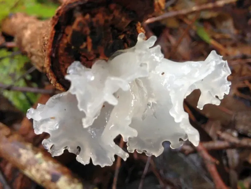 Naturaplaza Trilzwam Poeder Tremella fuciformis Biologisch Hot