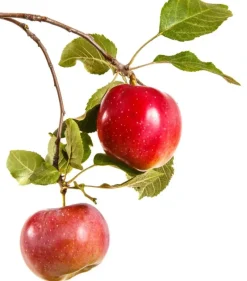 Naturaplaza Troebel Appelazijn Biologisch 500 ml Best