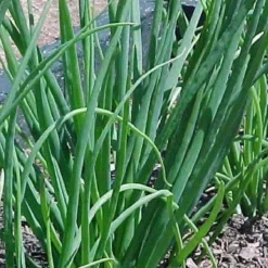 Naturaplaza Uien Granulaat 0.5-1 mm Biologisch Discount