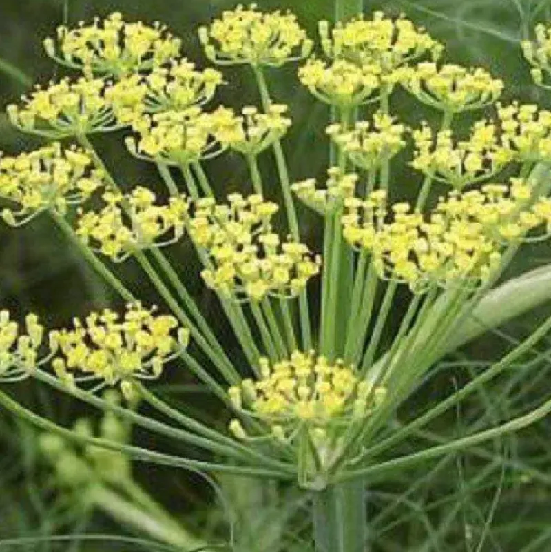Naturaplaza Venkel Poeder Biologisch Sale