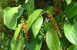 Naturaplaza Witte Peper Biologisch Online