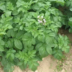 Naturaplaza Wortel Blokjes Biologisch Online
