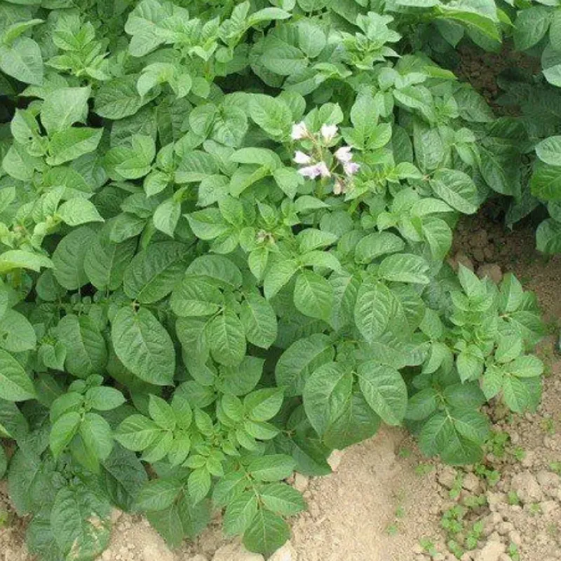 Naturaplaza Wortel Granulaat 1-3 mm Biologisch Best