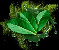 Naturaplaza Yerba Maté Bladeren Poeder Biologisch Clearance