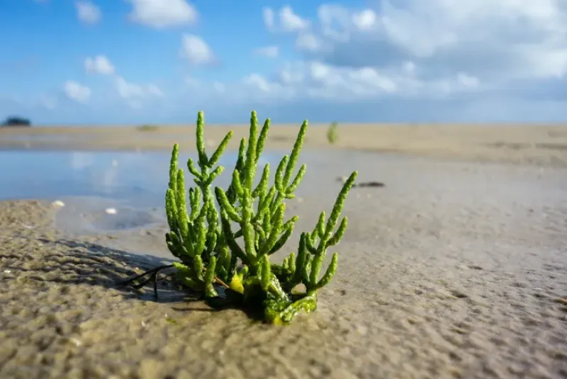 Naturaplaza Zeekraal Zilt Poeder Biologisch Discount