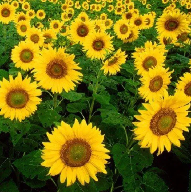 Naturaplaza Zonnebloemolie ontgeurd Biologisch Hot