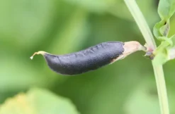 Naturaplaza Zwarte bonen heel Biologisch New