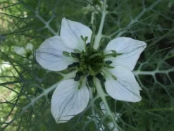 Naturaplaza Zwarte Komijn Nigella Heel Biologisch Fashion