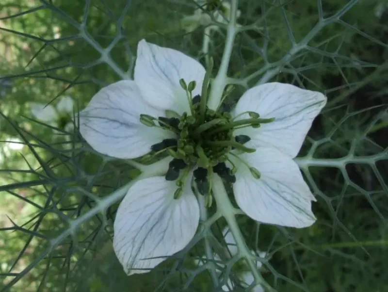 Naturaplaza Zwarte komijn Nigella Poeder Biologisch Online