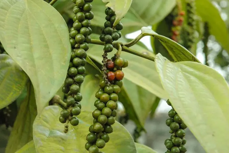 Naturaplaza Zwarte Malabar Peper India Biologisch Discount