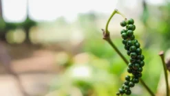 Naturaplaza Zwarte Peper korrels Biologisch Outlet