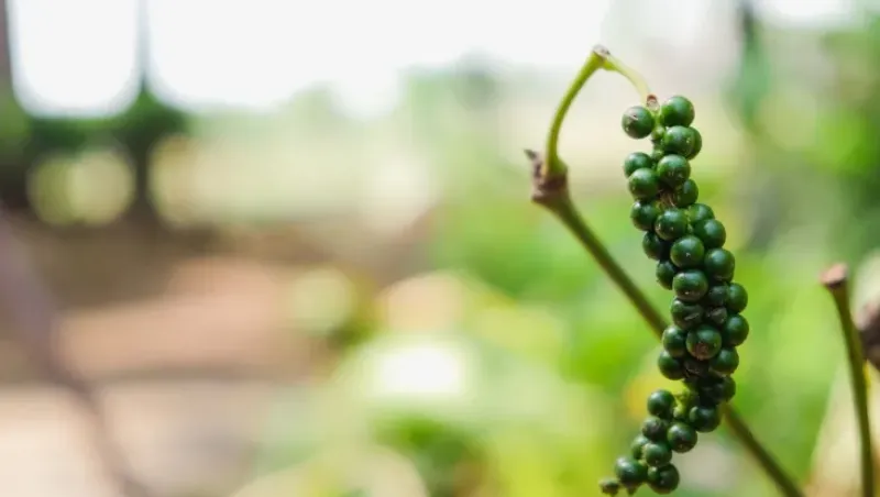 Naturaplaza Zwarte Peper korrels Biologisch Outlet